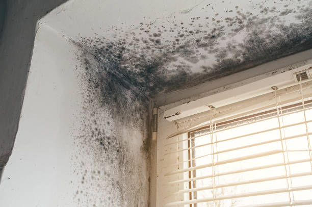 Affordable Mold Removal solutions in Lewistown, IL